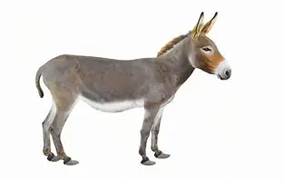 Donkey!